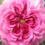 Violet - Ancien rosiers de jardin - Himmelsauge